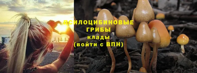 где купить наркотик  Дигора  Псилоцибиновые грибы Psilocybine cubensis 